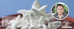 断崖女王怎么养宠物 断崖女王怎么养