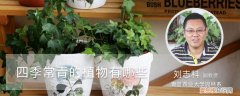四季常青的植物有哪些什么名字 四季常青的植物有哪些