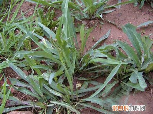 败酱草的功效与作用分析绝对令你大吃一惊