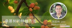 桑葚树如何种植 桑葚树的种植方法