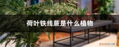 荷叶铁线蕨是蕨类植物吗 荷叶铁线蕨是什么植物