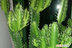 客厅放什么辟邪,运势好 这花摆一盆放客厅，可以“辟邪”“旺运”，关键是好养