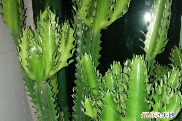 客厅放什么辟邪,运势好 这花摆一盆放客厅，可以“辟邪”“旺运”，关键是好养