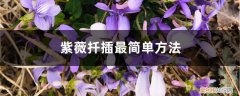 紫薇夏天如何扦插紫薇 紫薇扦插最简单方法