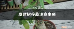 发财树移栽,发财树移栽方法与注意事项 发财树移栽注意事项，移栽后如何浇水