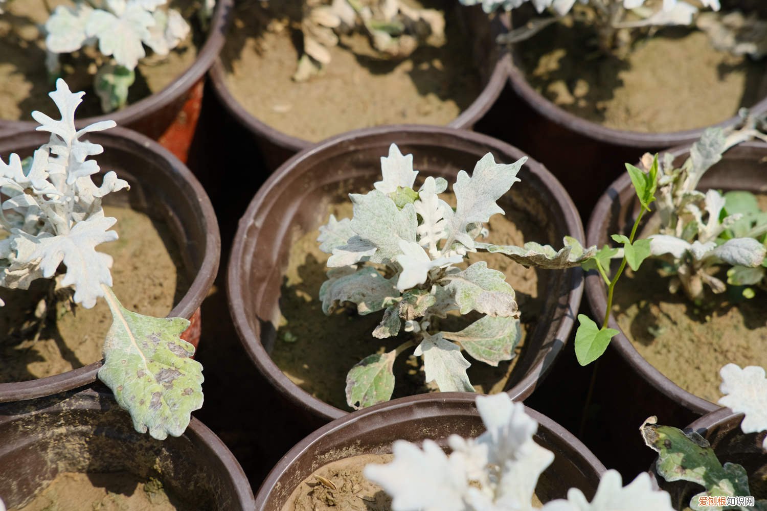 银叶菊切花怎么水养 银叶菊鲜切花怎么养护,蔫了怎么办