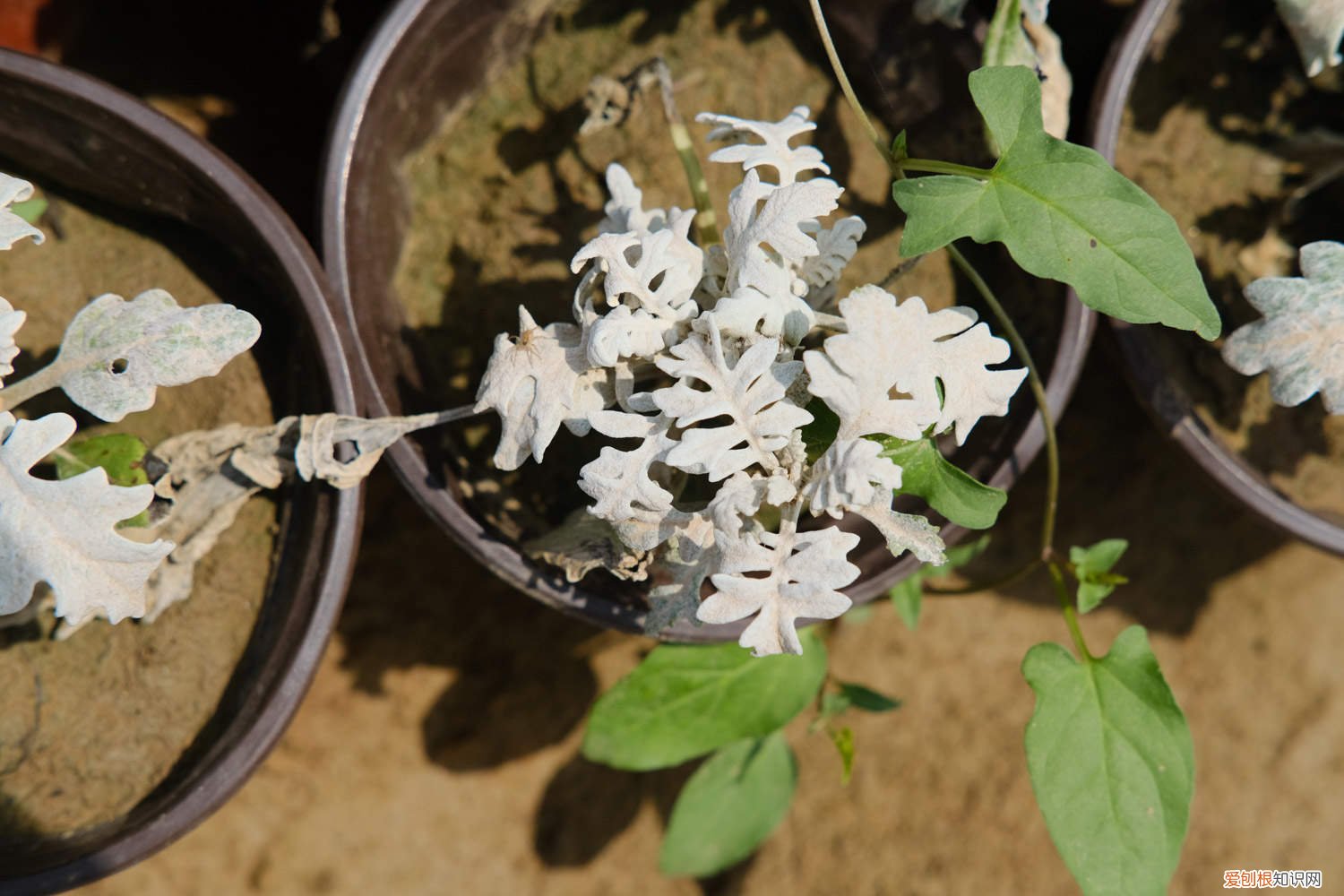 银叶菊切花怎么水养 银叶菊鲜切花怎么养护,蔫了怎么办