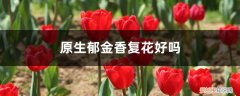 郁金香隔年还能开花吗 原生郁金香复花好吗，每年都开花吗
