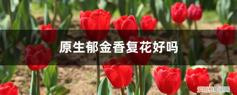 郁金香隔年还能开花吗 原生郁金香复花好吗，每年都开花吗