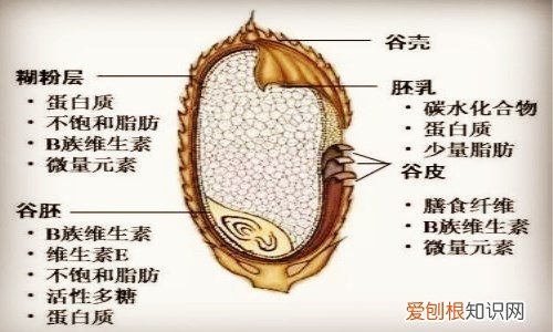糙米的营养价值有哪些 食用糙米具有什么功效