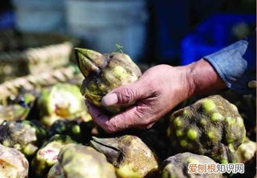 芡实的功效与作用及食用方法芡实怎么吃补肾
