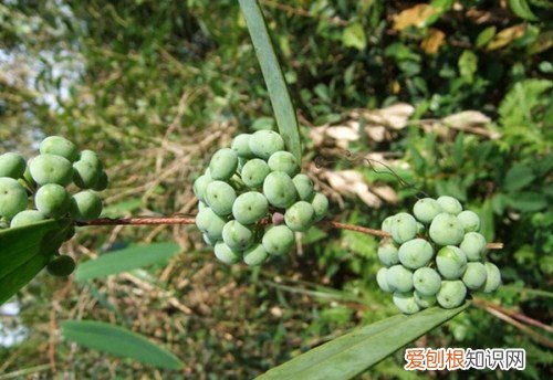 土茯苓图片欣赏 土茯苓有哪些作用