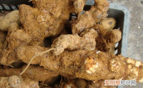 土茯苓图片欣赏 土茯苓有哪些作用