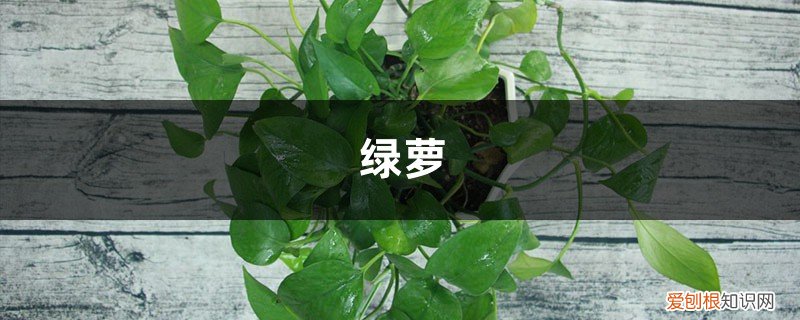 绿萝今天浇水一次 1分钟完成自动浇水,7天不管,绿萝照样疯长!