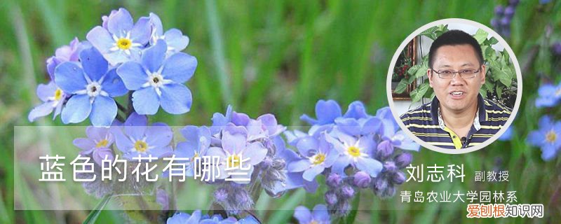 蓝色的花有哪些花语 蓝色的花有哪些