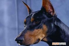 杜宾犬立耳要多久 杜宾立耳至少需要8个月