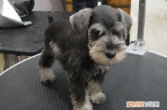 雪纳瑞不吃狗粮怎么办 雪纳瑞不吃狗粮的处理方法