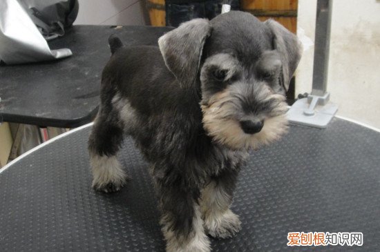 雪纳瑞不吃狗粮怎么办 雪纳瑞不吃狗粮的处理方法