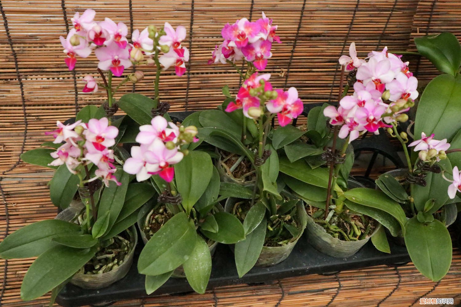 蝴蝶兰怎么修剪根 蝴蝶兰怎么修剪