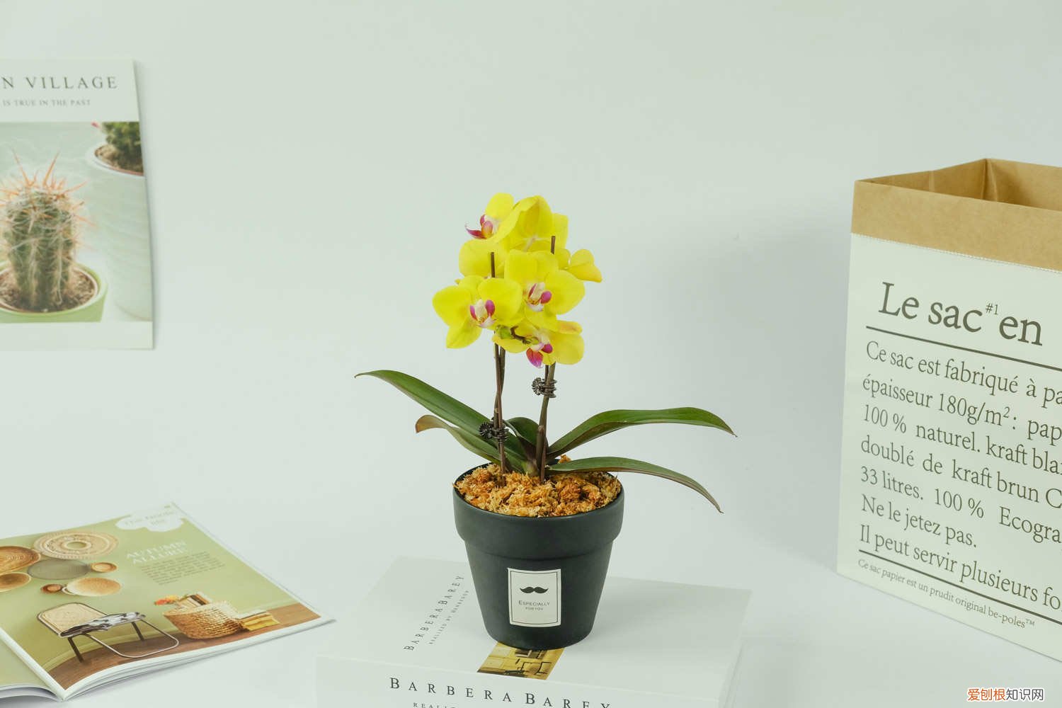 蝴蝶兰怎么修剪根 蝴蝶兰怎么修剪