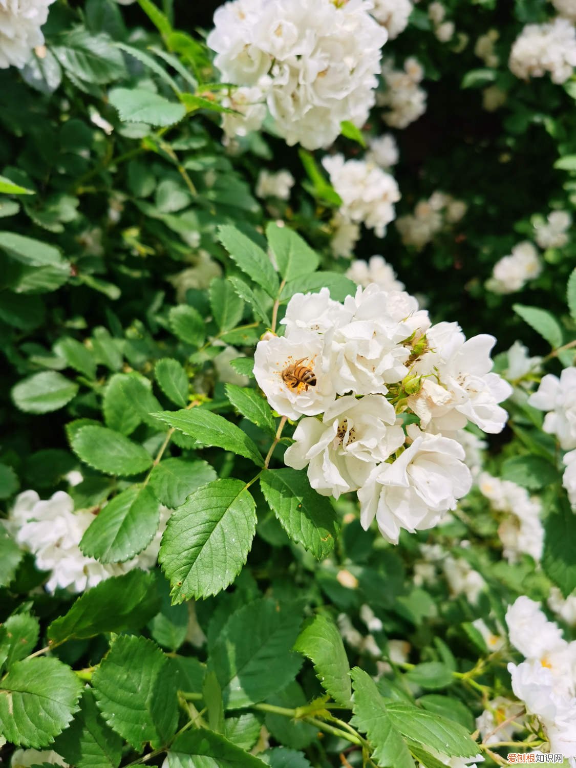 蔷薇怎么种植盆栽 蔷薇怎么种植