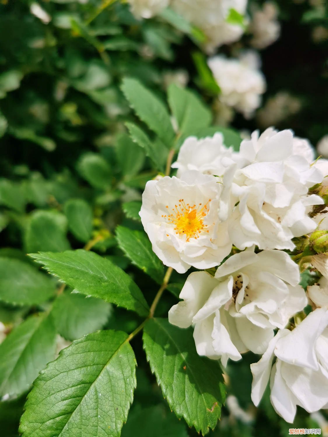 蔷薇怎么种植盆栽 蔷薇怎么种植