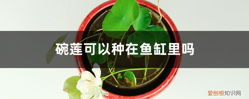 碗莲可以种在鱼缸里吗? 碗莲可以种在鱼缸里吗