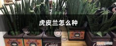 虎皮兰怎么种植视频 虎皮兰怎么种