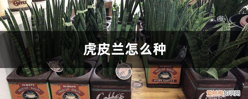 虎皮兰怎么种植视频 虎皮兰怎么种