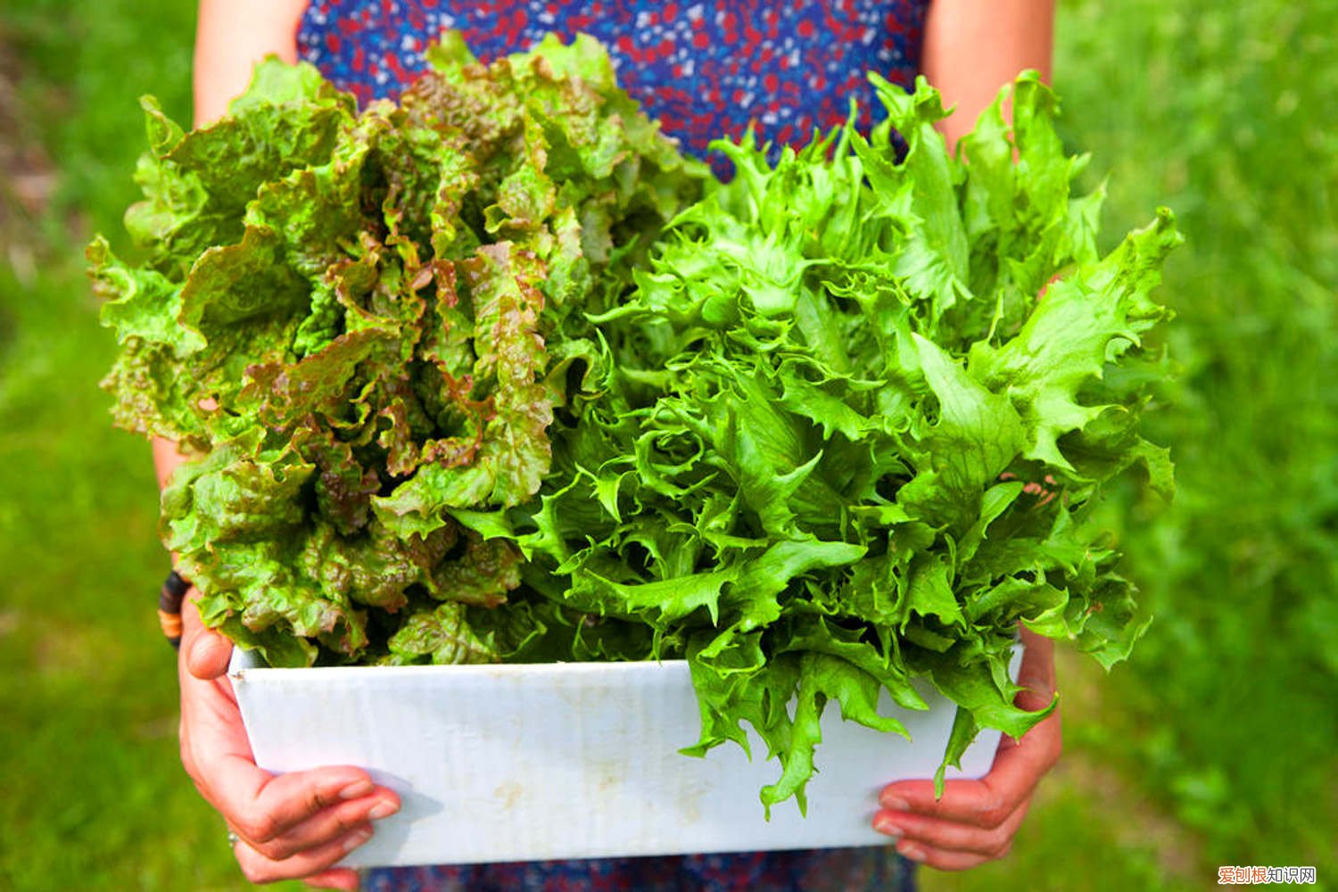生菜种子发芽时间 生菜种子几天发芽