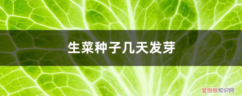 生菜种子发芽时间 生菜种子几天发芽