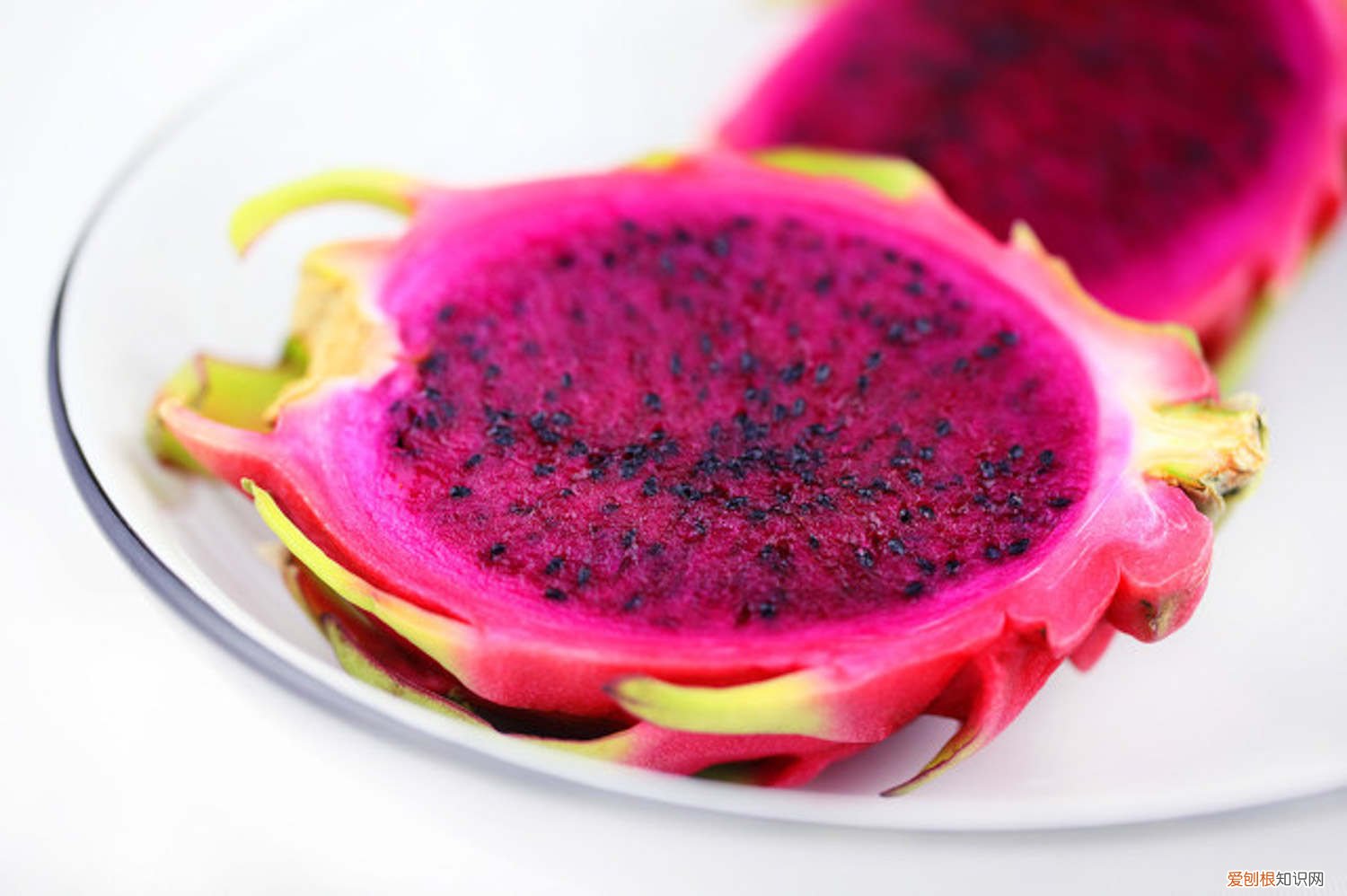 火龙果籽什么时候种植合适 火龙果籽什么时候种植