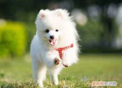 博美有泪痕怎么办 博美去除泪痕的方法