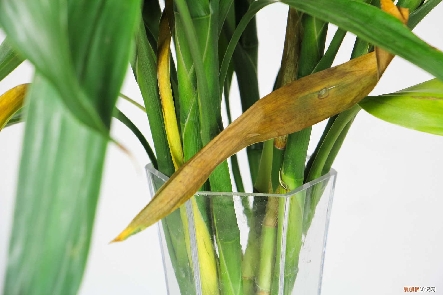 剪掉的富贵竹根还能长吗 富贵竹剪根须会死吗，剪掉根须后怎么养
