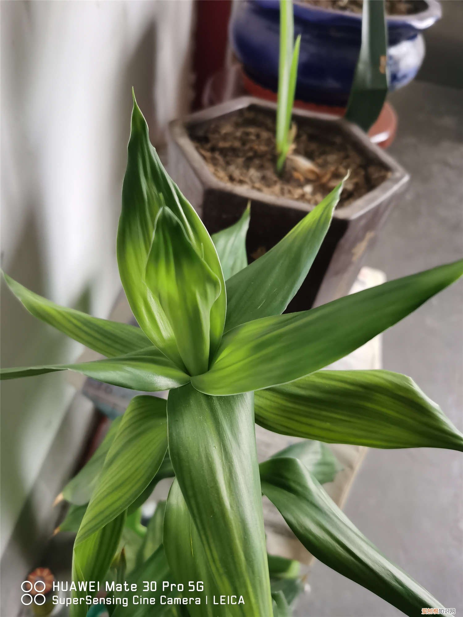 剪掉的富贵竹根还能长吗 富贵竹剪根须会死吗，剪掉根须后怎么养