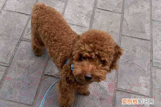 泰迪把毛剃光了多久会长 泰迪毛剃光了3个月左右会长好