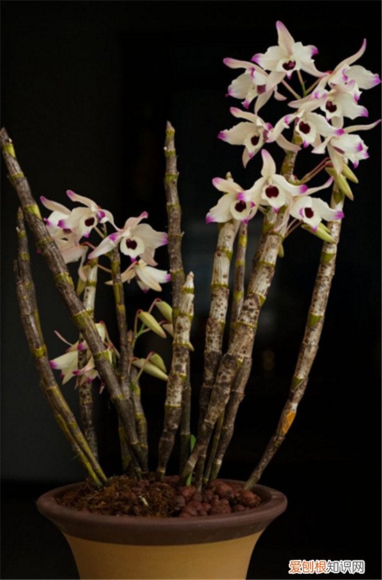 石斛的功效与作用石斛的食用方法