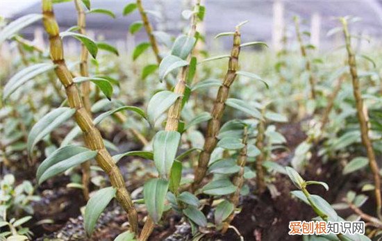 石斛的功效与作用石斛的食用方法