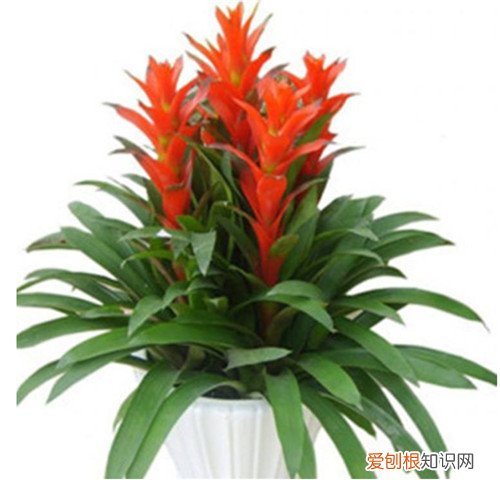 鸿运当头的种植方法和注意事项鸿运当头多久浇一次水