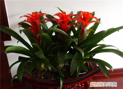 鸿运当头的种植方法和注意事项鸿运当头多久浇一次水