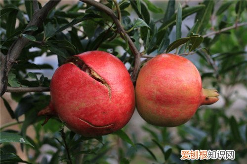 酸石榴怎么吃吃酸石榴有什么好处