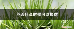 芦荟什么时候可以换盆换土 芦荟什么时候可以换盆