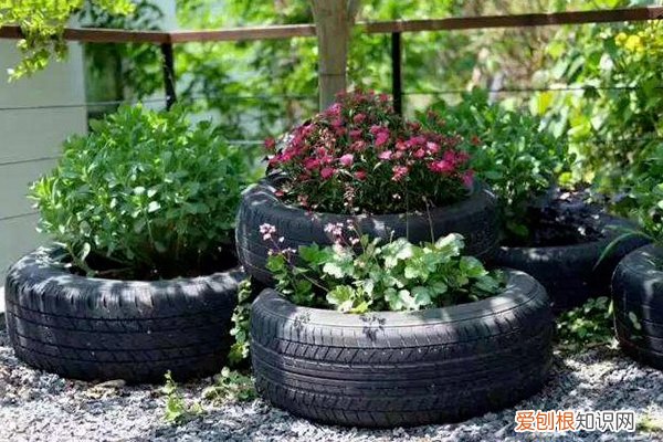 给植物浇淘米水 这种“水”在家就能做，浇上植株呼呼长，比淘米水强多了！