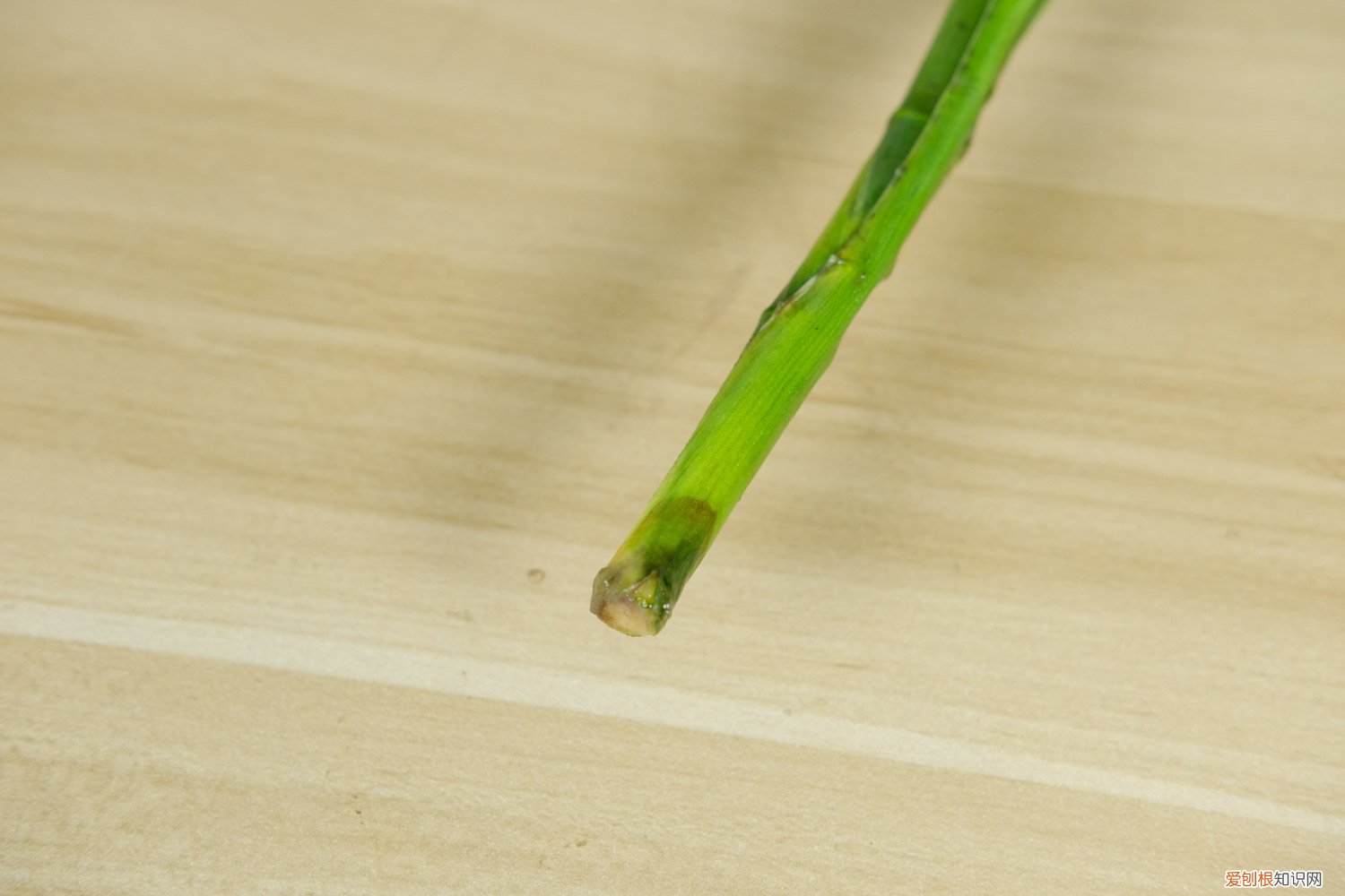 富贵竹水培的养殖方法 富贵竹水培怎么养殖，怎么水养肥壮