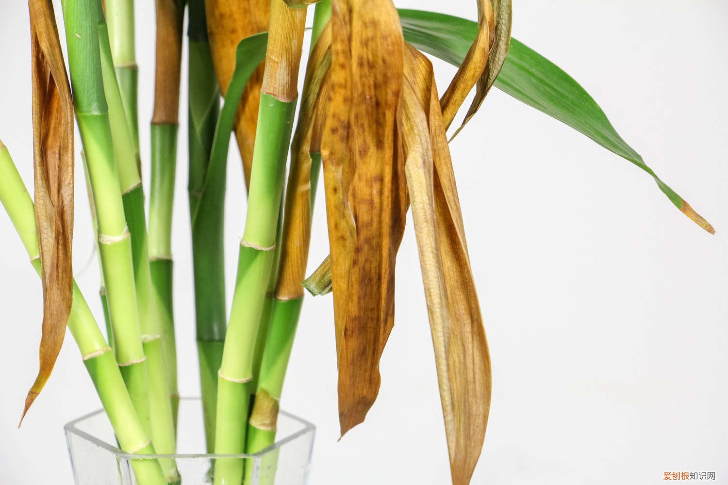 富贵竹怎么养才能更粗壮 土培富贵竹怎么才能长粗,水培富贵竹怎么养才能粗壮