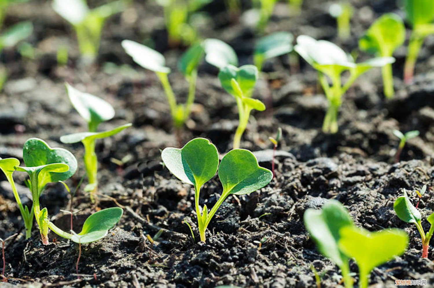 什么时候种萝卜白菜 什么时候种萝卜
