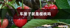 车厘子其实就是樱桃 车厘子就是樱桃吗