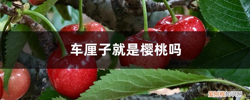 车厘子其实就是樱桃 车厘子就是樱桃吗