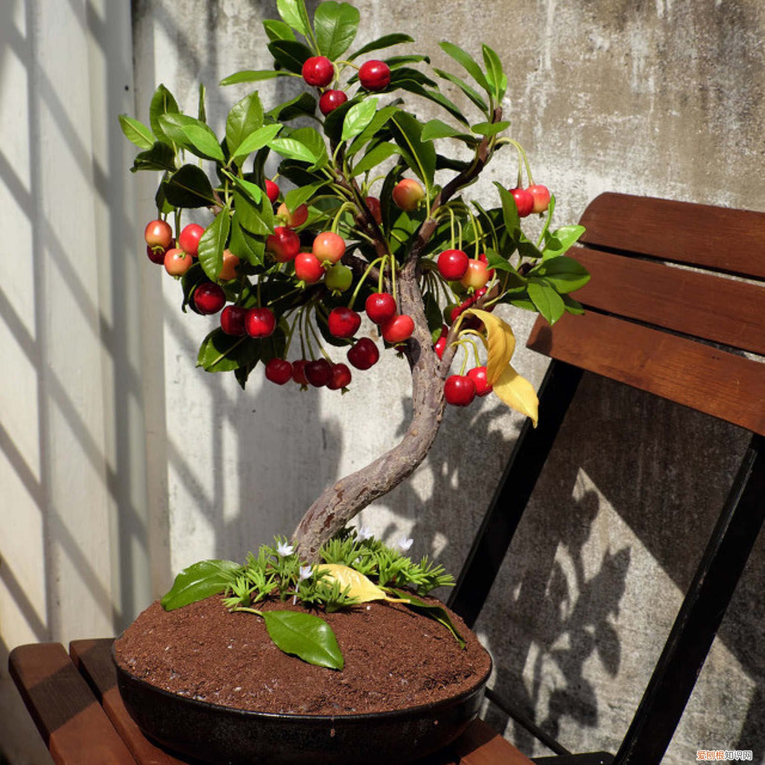 车厘子其实就是樱桃 车厘子就是樱桃吗