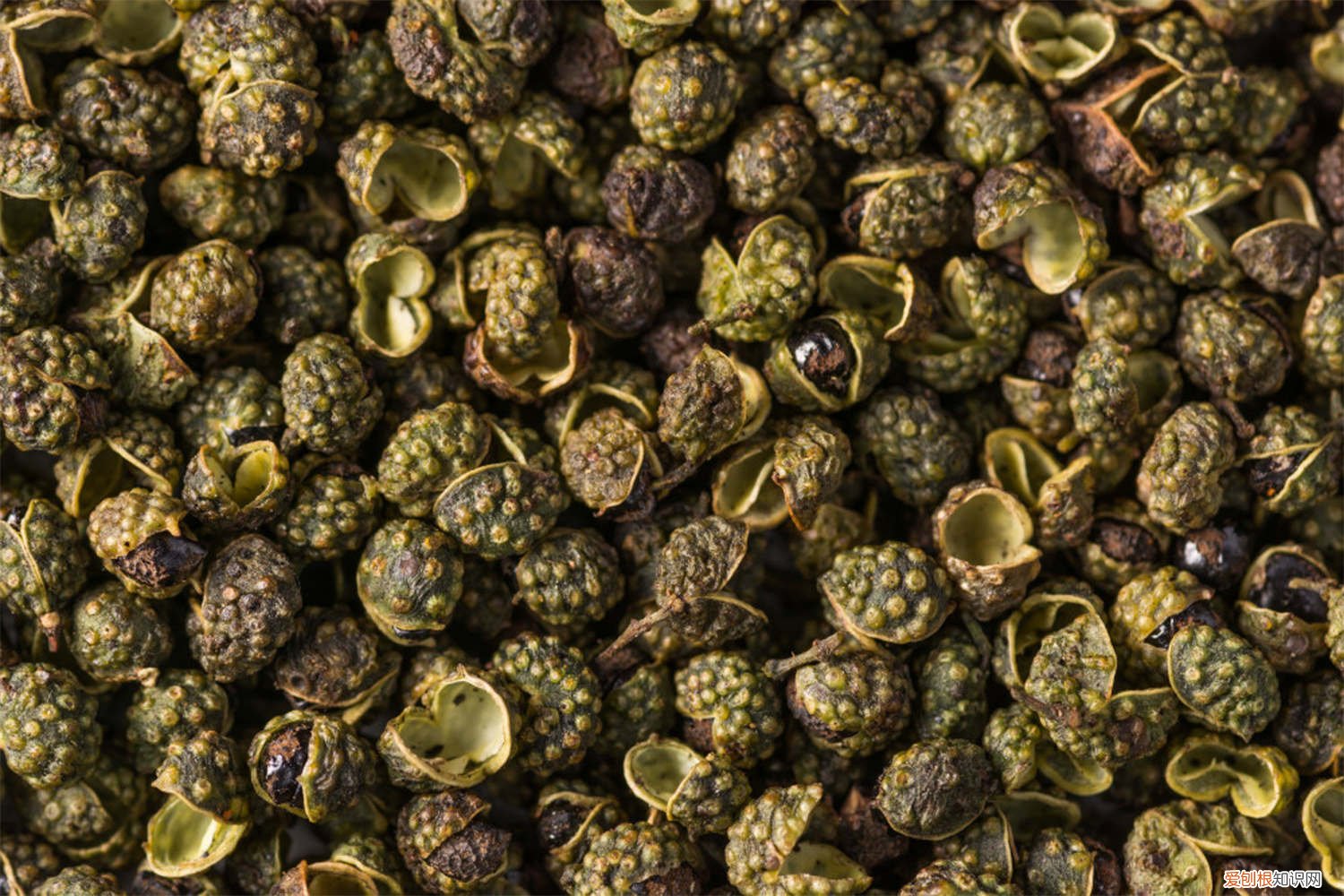 花椒籽怎么种发芽最快图片 花椒籽怎么种发芽最快